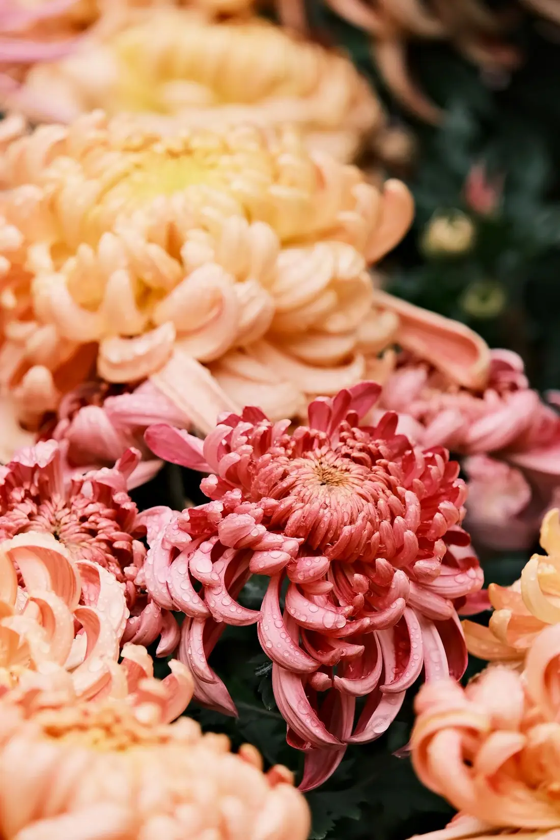 Bed of marigold flowers glowing softly behind the gold card
