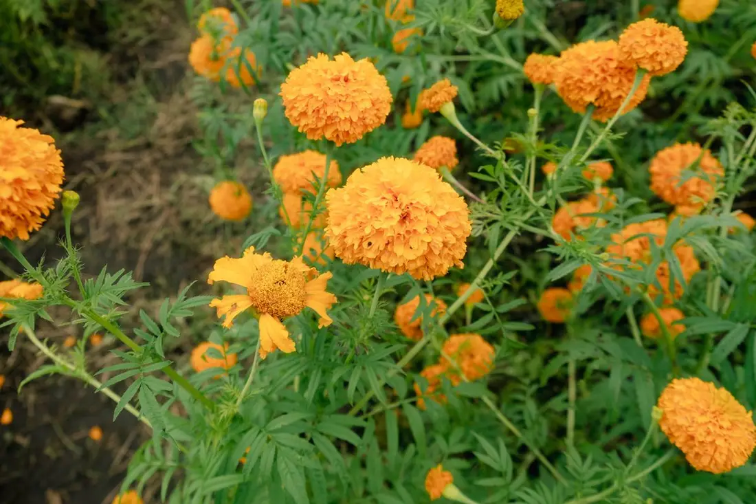 Marigold garlands massed in orange and yellow
