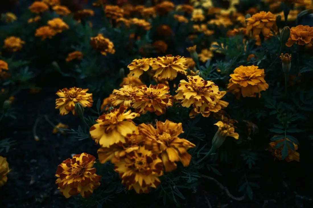 A single marigold bloom in sharp focus against soft petals