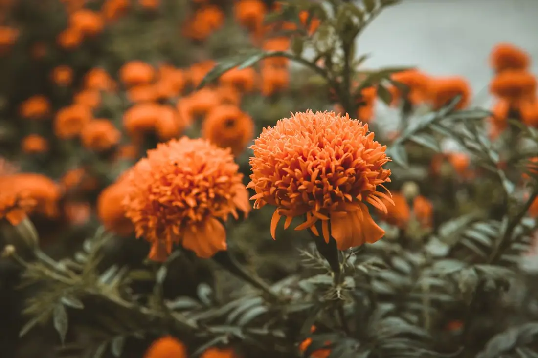 marigold flowers